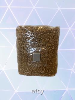 Mushroom Grain Bag with Injection Port 2qt 2lbs Wheat Sterilized Grain Spawn for Growing Mushrooms.
