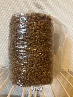 Mushroom Grain Bag with Injection Port 2qt 2lbs Wheat Sterilized Grain Spawn for Growing Mushrooms.