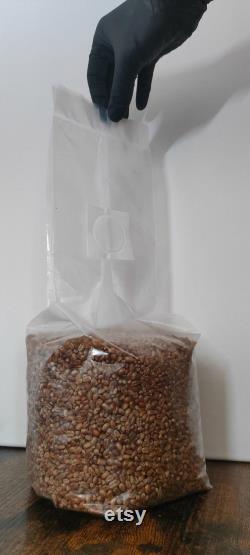 Mushroom Grain Spawn Bag I Sterile Wheat Grain I 1 Kg 1.5 kg 2 Kg 3 Kg