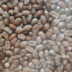 Mushroom Grain Spawn Bag I Sterile Wheat Grain I 1 Kg 1.5 kg 2 Kg 3 Kg