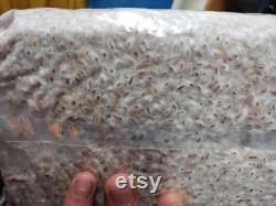 Mushroom Grain Spawn- Commercial Colonized 4lb bag