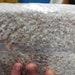 Mushroom Grain Spawn- Commercial Colonized 4lb Bag
