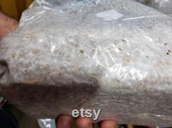 Mushroom Grain Spawn- Commercial Colonized 4lb bag