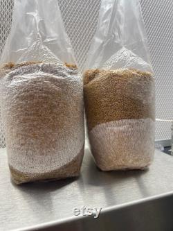 Mushroom Grain Spawn- Millet 2Lbs