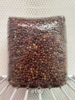 Mushroom Grain Spawn- Milo (Sorghum) 2Lbs