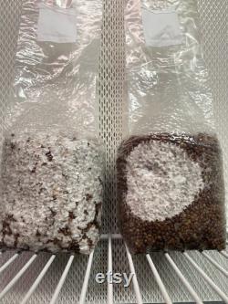 Mushroom Grain Spawn- Milo (Sorghum) 2Lbs