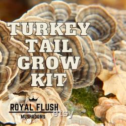 Mushroom Grow Kit Bundle Gluten-Free Oyster, Shiitake, Lion's Mane MORE