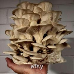 Mushroom Grow Kit Bundle Gluten-Free Oyster, Shiitake, Lion's Mane MORE