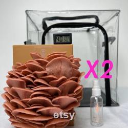 Mushroom Grow Kit Full Set plusOne 2x Pink Oyster Farms, 1x Grow Tent, 1x Hygrometer and 1x Spray Bottle