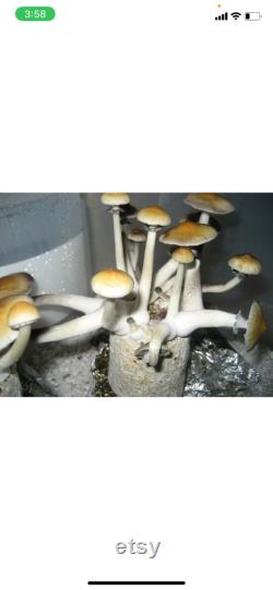 Mushroom Grow Kit Grow Mushrooms REALLY FAST 12 Jars Growing kit Indoor Garden