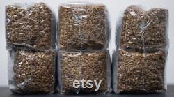 Mushroom Grow Kit Mycology 2lb (4 Pack Bulk)