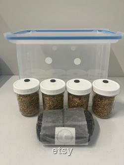 Mushroom Grow Kit With Monotub- Just Add Spores