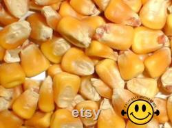 Mushroom Growers Corn 5 KG For Grain Spawn