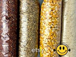 Mushroom Growers Corn 5 KG For Grain Spawn
