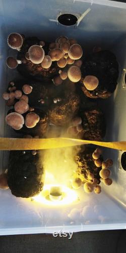 Mushroom Growing Humidifier Grow Mushrooms At Home Easy
