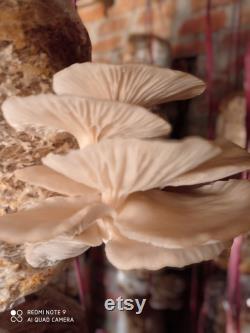 Mushroom Growing Kit Oyster Mushroom