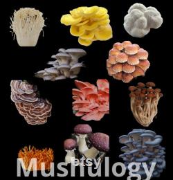 Mushroom Growing Liquid Culture Base 500ml Jar