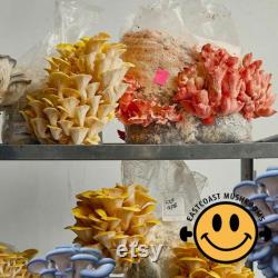 Mushroom Liquid Culture 10ml Gourmet and Functional Grow Mushrooms at Home Premium Quality and Genetics