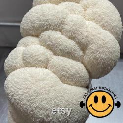 Mushroom Liquid Culture 10ml Gourmet and Functional Grow Mushrooms at Home Premium Quality and Genetics