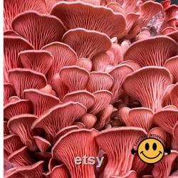 Mushroom Liquid Culture 10ml Gourmet and Functional Grow Mushrooms at Home Premium Quality and Genetics