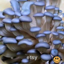 Mushroom Liquid Culture 10ml Gourmet and Functional Grow Mushrooms at Home Premium Quality and Genetics