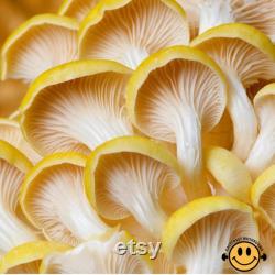 Mushroom Liquid Culture 10ml Gourmet and Functional Grow Mushrooms at Home Premium Quality and Genetics