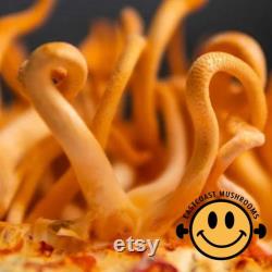 Mushroom Liquid Culture 10ml Gourmet and Functional Grow Mushrooms at Home Premium Quality and Genetics