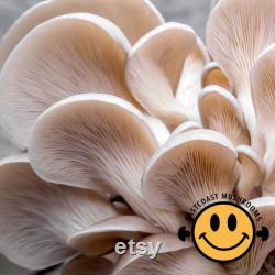 Mushroom Liquid Culture 10ml Gourmet and Functional Grow Mushrooms at Home Premium Quality and Genetics