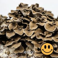 Mushroom Liquid Culture 10ml Gourmet and Functional Grow Mushrooms at Home Premium Quality and Genetics