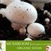Mushroom Organic Seeds, 100 Count Mushroom Seeds, Portabello Mushroom Plant Seeds For Garden And Pot, Non-gmo Heirloom, Open Pollination