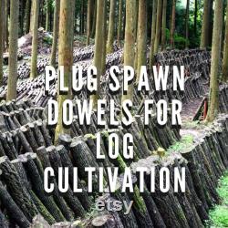 Mushroom Plug Spawn Dowels