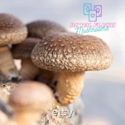 Mushroom Plug Spawn Dowels