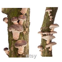 Mushroom Plug Spawn Dowels