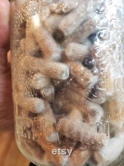 Mushroom Plug Spawn Dowels