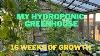 My Hydroponic Greenhouse 16 Weeks Of Growth