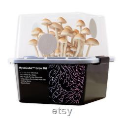 MycoCube Monotub Mushroom Grow Kit 12 x 12 x 12