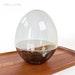 Nos Plexiglass Egg Greenhouse Terrarium