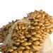 Nameko Mushroom Spawn Strain (pholiota Nameko) Best Quality, Fresh, Mushroom Mycelium Spawn, On Rye Grain