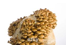 Nameko Mushroom spawn strain (Pholiota nameko) best quality, fresh, mushroom mycelium spawn, on rye grain