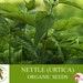 Nettle Organic Seeds, 50 Count Urtica Seed, Nettle Plant Seeds For Pot And Garden, Non-gmo Heirloom, Open Pollination