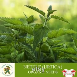 Nettle Organic Seeds, 50 Count Urtica Seed, Nettle Plant Seeds for Pot and Garden, Non-GMO Heirloom, Open Pollination