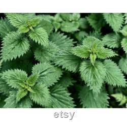 Nettle Organic Seeds, 50 Count Urtica Seed, Nettle Plant Seeds for Pot and Garden, Non-GMO Heirloom, Open Pollination