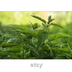 Nettle Organic Seeds, 50 Count Urtica Seed, Nettle Plant Seeds for Pot and Garden, Non-GMO Heirloom, Open Pollination