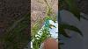 Never Bring Foreign Crop Into Your Greenhouse Hydroponic Operation Aphids Farming Truth
