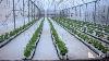 Next Gen Farming How Ghanaian Graduates Are Cashing Out From Greenhouses Entrepreneur Technology
