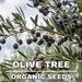 Olive Tree Organic Seeds, 5 Count Olive Tree Seeds, Home Gardening And Unique Gardener Gift, Non-gmo Heirloom