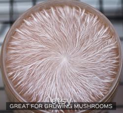 Olympus Myco Malt Yeast Extract Agar Plates Set of 10 Ideal for Mycology and Genetic Isolation