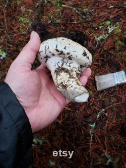 Oregon Mushroom Foraging Lessons Learn how to successfully forage safely and sustainably.