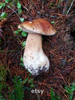 Oregon Mushroom Foraging Lessons Learn how to successfully forage safely and sustainably.