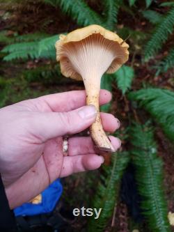 Oregon Mushroom Foraging Lessons Learn how to successfully forage safely and sustainably.
